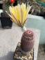 Preview: Echinocereus dasyacanthus